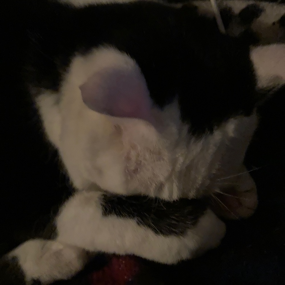 Meet your Posher, Daniella